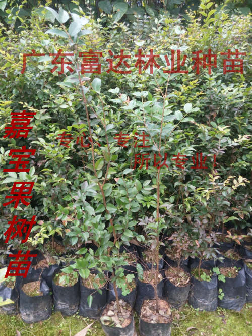 阳江市树葡萄苗厂家供应树葡萄苗，树葡萄，台湾嘉宝果树苗