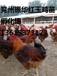 红玉鸡苗厂家 红玉公鸡苗厂家直销 纯红公鸡苗养殖技术
