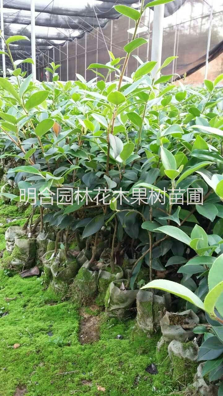 钦州市岑溪软枝油茶树苗厂家