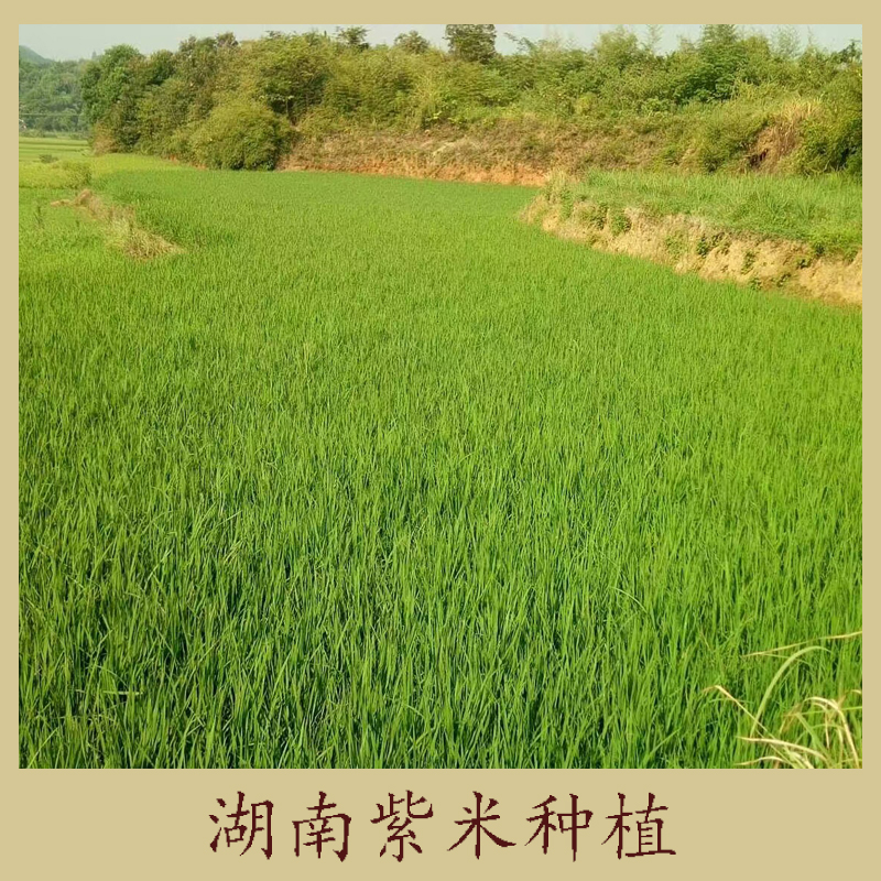 湖南靳兴供应紫米加工 种植技术 补血米 湖南紫米种植