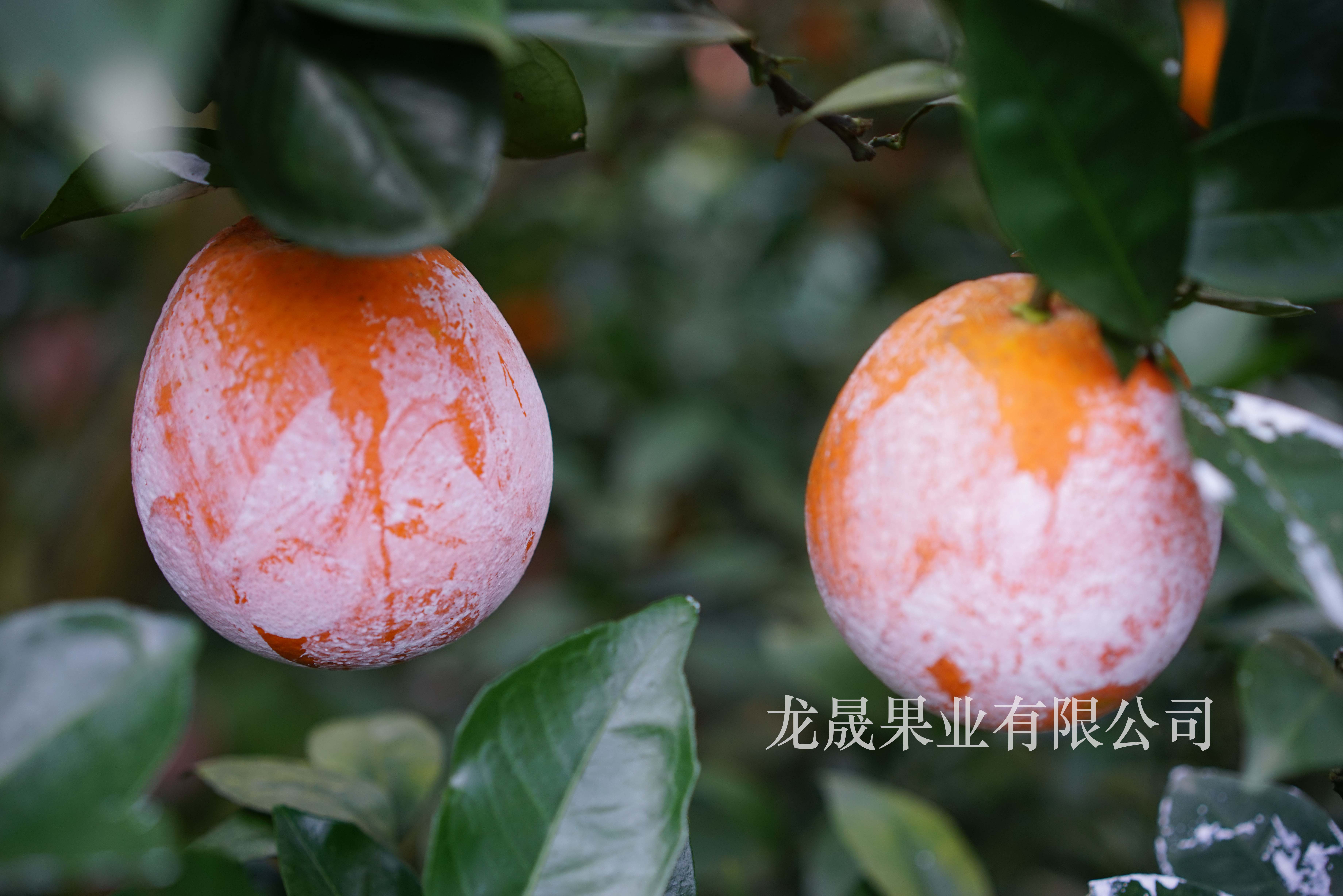 广州市橙子 纽荷尔脐橙厂家