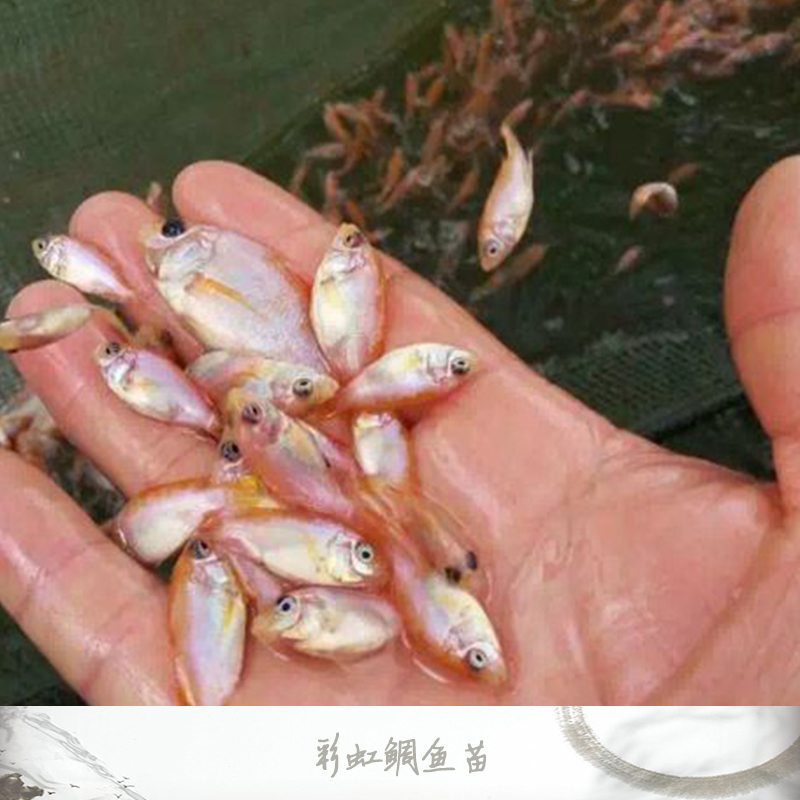 广州市彩虹鲷鱼苗（红罗非）厂家