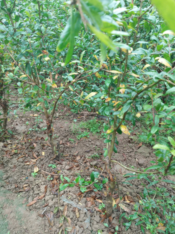 泰山红石榴 石榴苗种植 软籽石榴苗