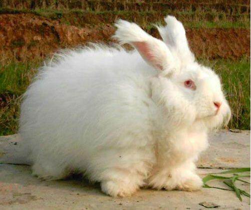 吉林通化厂家专业养殖长毛兔图片