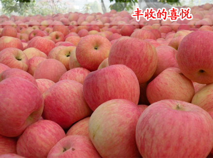 红富士苹果产地价格   红富士苹果批发价格   山东苹果批发价格