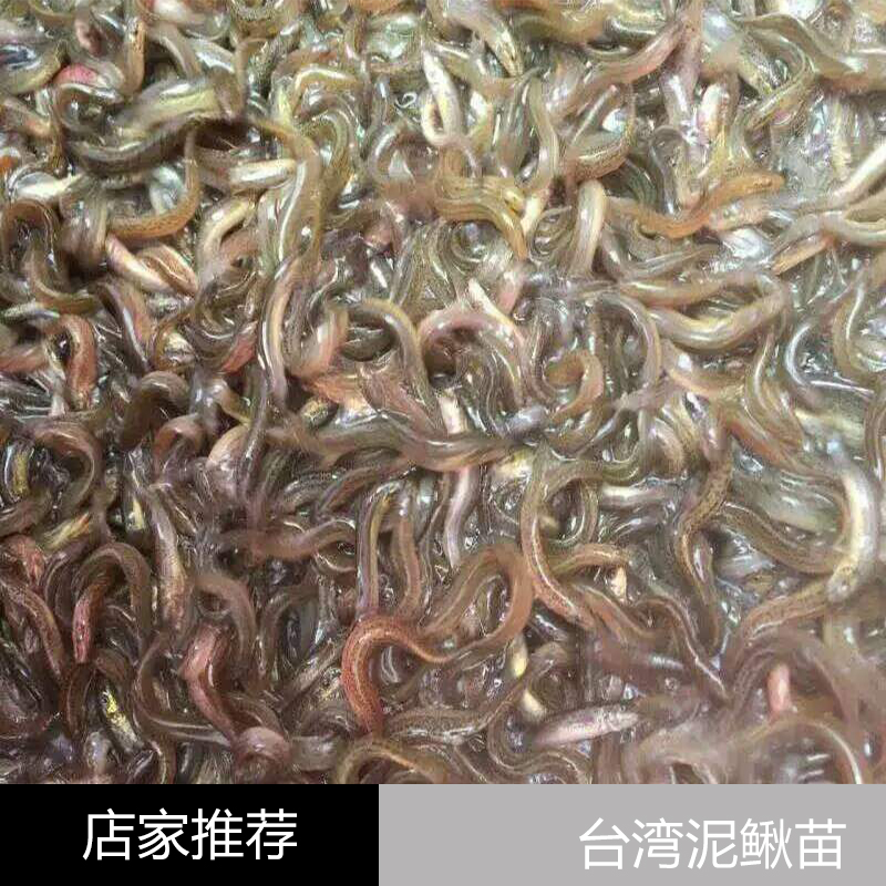 江门市台湾泥鳅苗厂家台湾泥鳅苗 水产泥鳅苗养殖 泥鳅鱼苗种苗