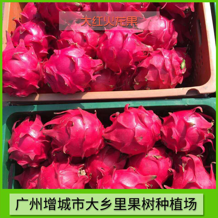 大红火龙果 台湾大红火龙果 大乡里大红火龙果种植场 大红火龙果价格