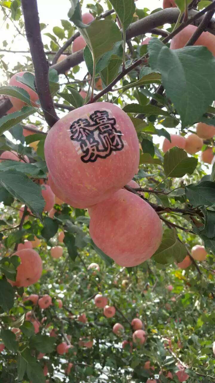 泰安市苹果树苗厂家