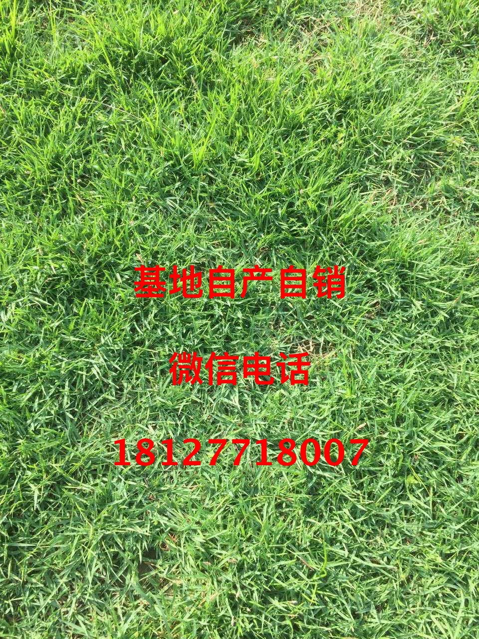 深圳兰引三号草真草坪园林绿化用足球场用高尔夫球场用