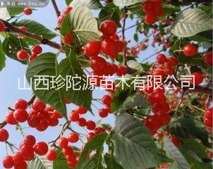山西优质蔷薇科灌木果树扦插用于种植樱桃苗 批发价格图片