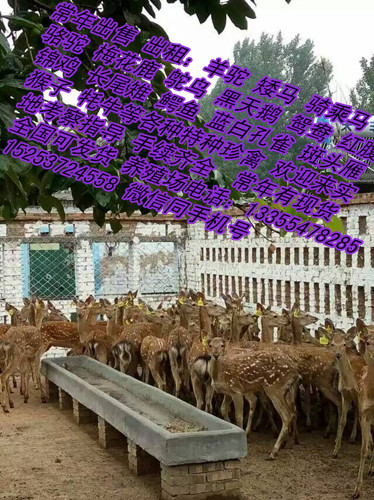 济宁市梅花鹿 鸵鸟 骆驼 马厂家哪里有回收梅花鹿的 鸵鸟回收价格多少钱一斤  梅花鹿 鸵鸟 骆驼 马