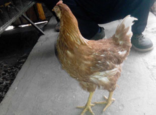 鹤壁市蛋鸡鸡苗厂家鹤壁市惠民青年鸡供应 蛋鸡鸡苗 海兰褐蛋鸡苗 罗曼蛋鸡苗