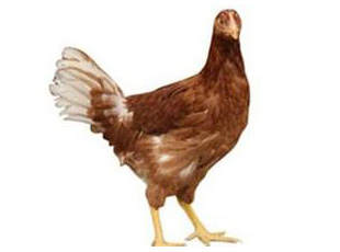 出售海兰褐育成鸡 河南青年鸡育成鸡 河南海兰褐育成鸡图片