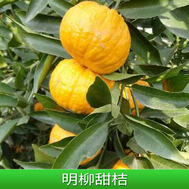 浙江明日见柑橘苗价格|批发|报价