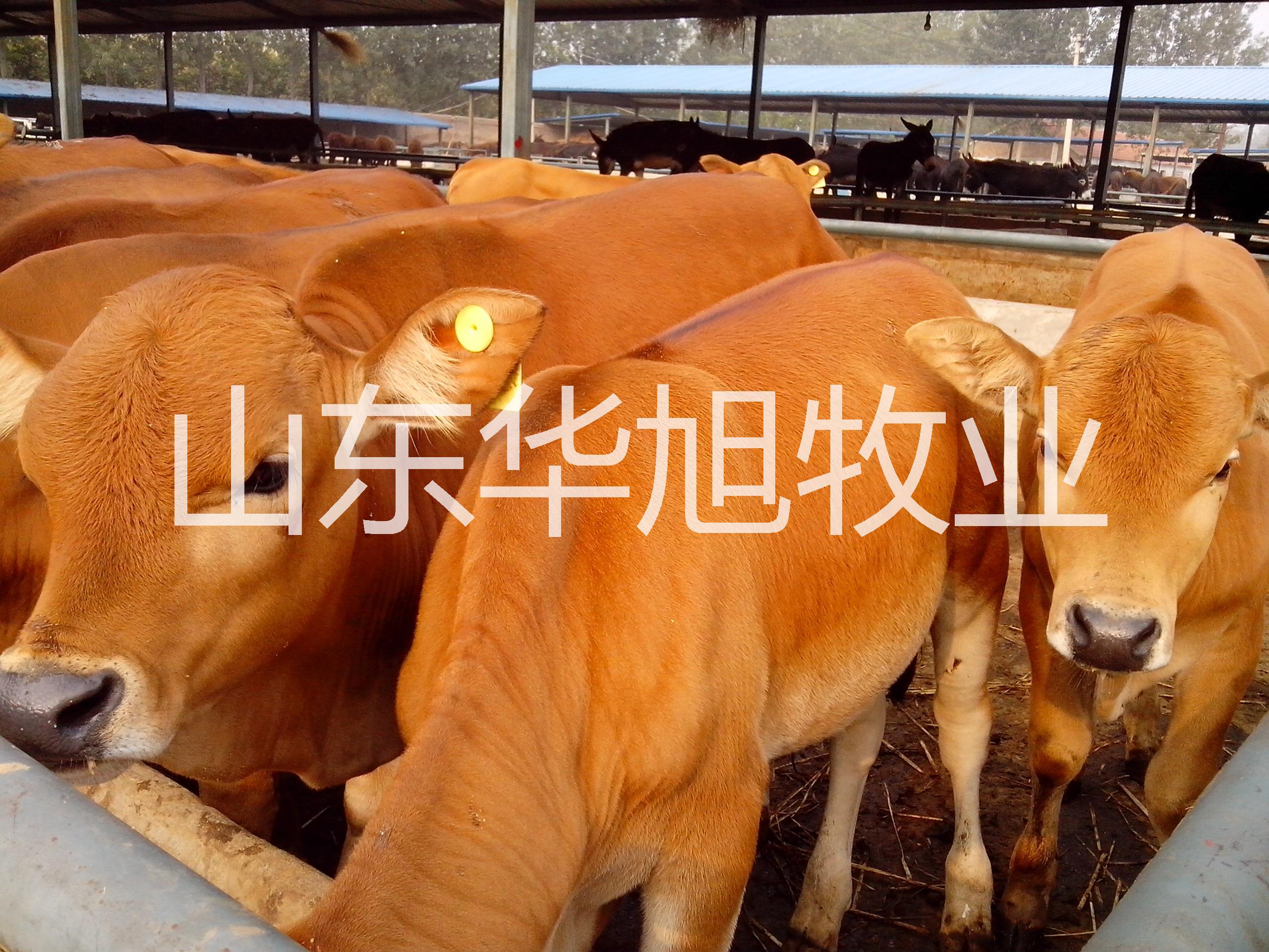 供应重庆肉牛养殖大型肉牛养殖基地西门塔尔牛，利木赞牛图片