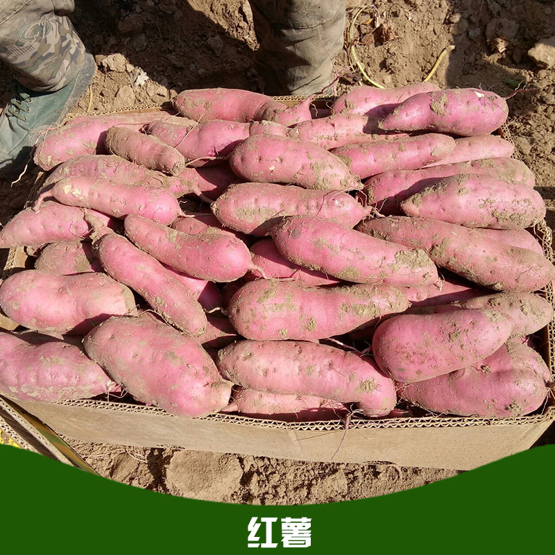 红薯 地瓜 高山红薯 农家新鲜番薯 红心红薯厂家图片