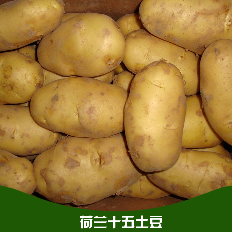 土豆 土豆批发 土豆之乡沙地土豆5斤精装 原生态无公害马铃薯图片