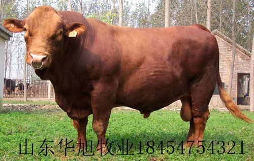 贵州肉牛补贴肉牛养殖场肉牛犊饲养技术肉牛批发与加工