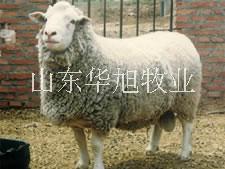 供应山西运城小尾寒羊种羊价格，小尾寒羊的养殖方法，小尾寒羊的市场价值图片