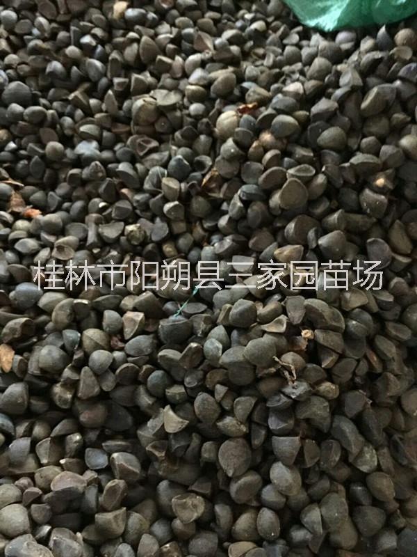 供应广西 油茶籽 油茶苗 广西油茶籽产地