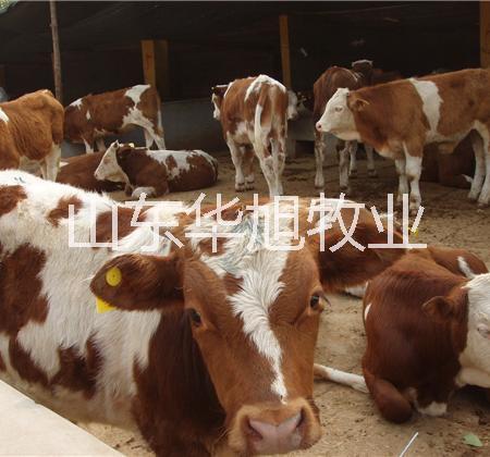 重庆肉牛种牛加工肉牛养殖加盟肉牛市场行情图片