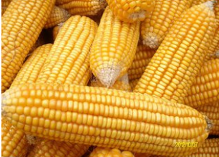 厂家直销自产玉米   玉米种植