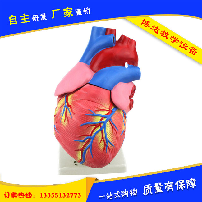33207心脏解剖模型批发