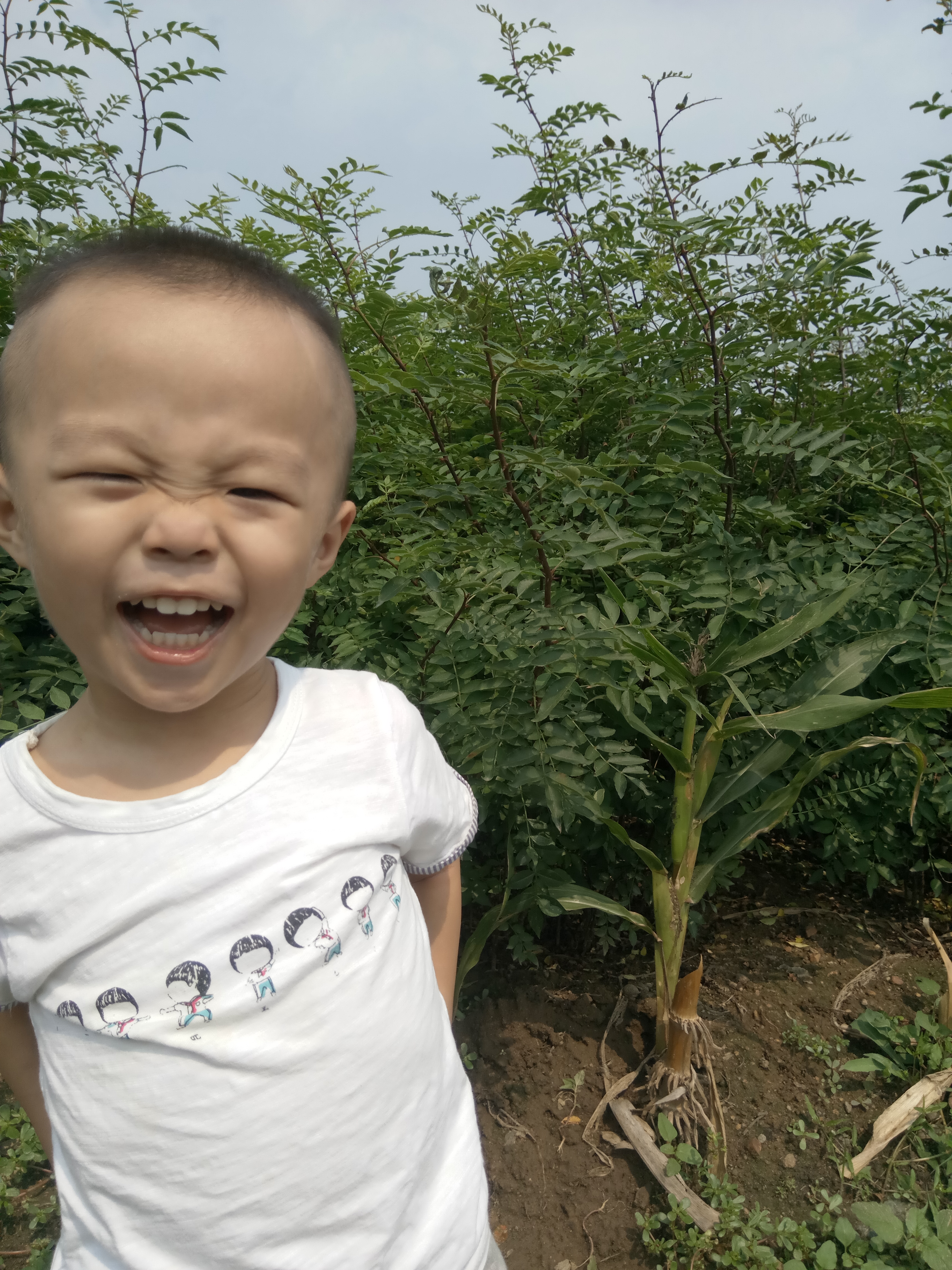 大红袍花椒苗批发 自家种植 看圃起苗 根系好 无病虫害 质量有保证 成活率高图片