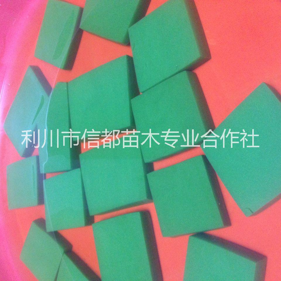 豆腐树叶/斑鸠叶/香黄荆/观音豆批发