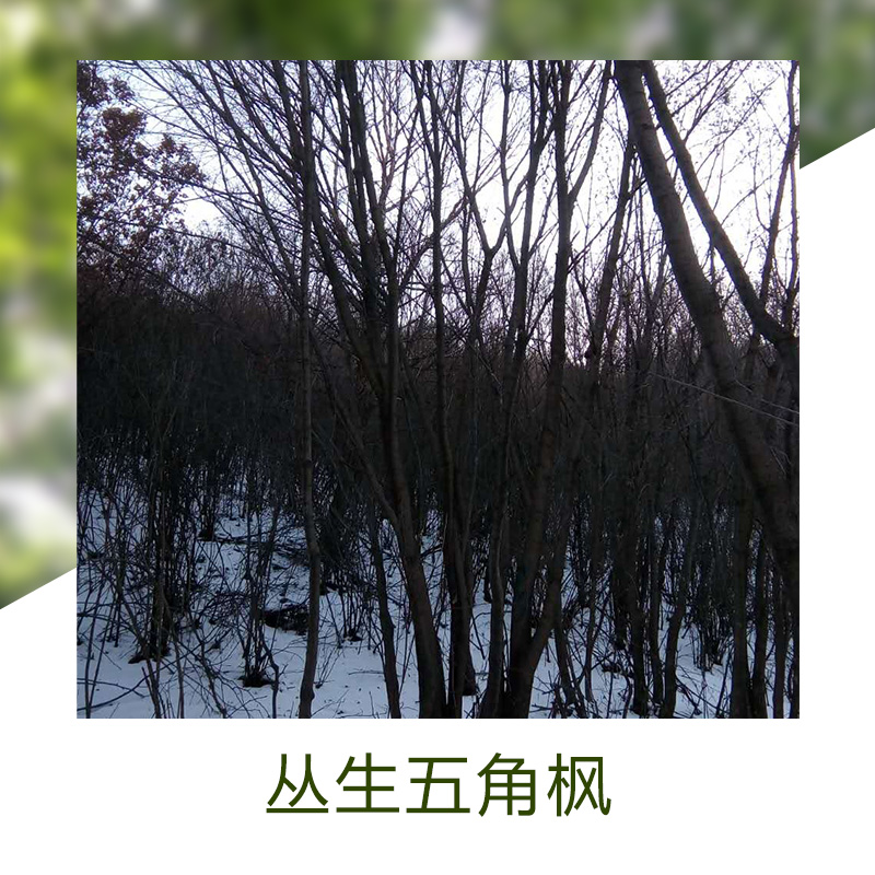 丛生五角枫绿植优良品种丛生五角枫绿植观赏植物丛生五角枫苗木