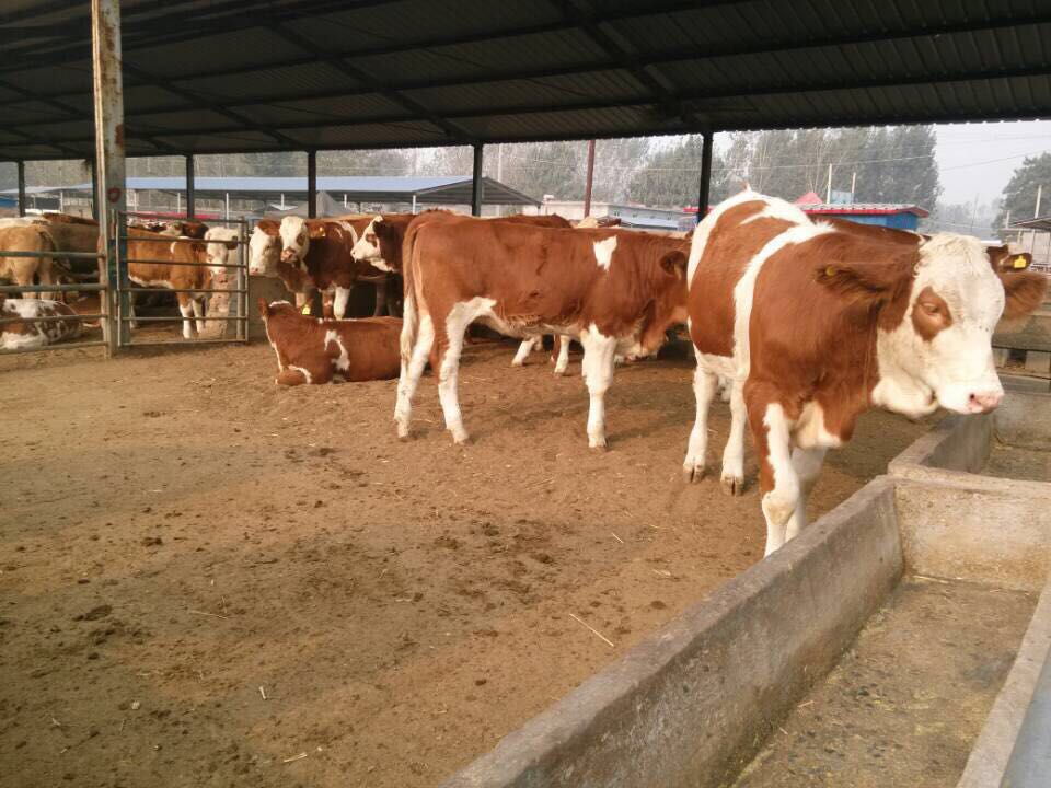 山东西门塔尔肉牛养殖场 出售西门塔尔肉牛 西门塔尔肉牛价格 肉牛价格 肉牛养殖图片