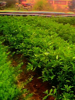 梅州市沙糖桔果苗供应厂家