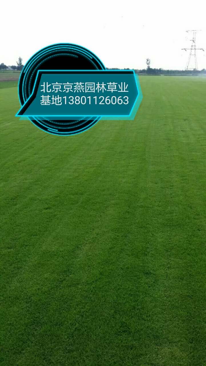 园林养护草坪园林养护草坪 草坪种植 北京草坪报价 北京草坪基地