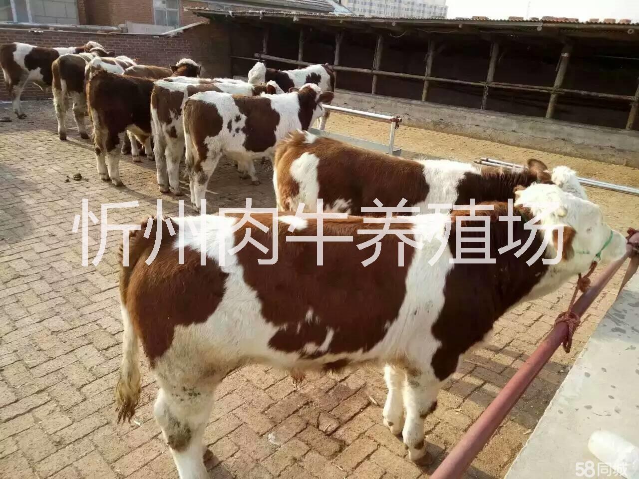 奶牛、肉牛、育肥牛养殖出售 肉牛、育肥牛批发 奶牛、肉牛、育肥牛