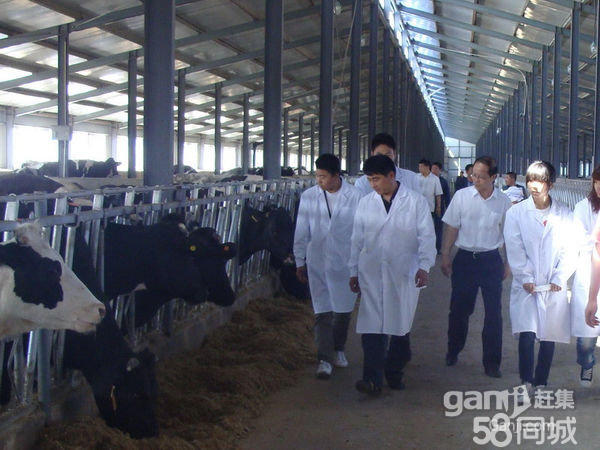 肉牛、育肥牛养殖出售 肉牛、育肥牛、西门塔尔养殖出售 肉牛、育肥牛、西门塔尔牛养殖出售