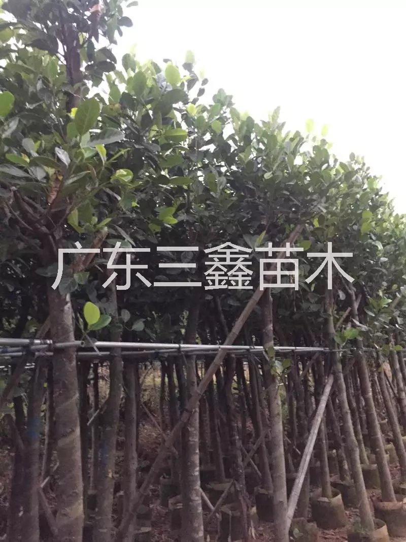 揭阳市树菠萝_树菠萝价格_优质树菠萝批厂家