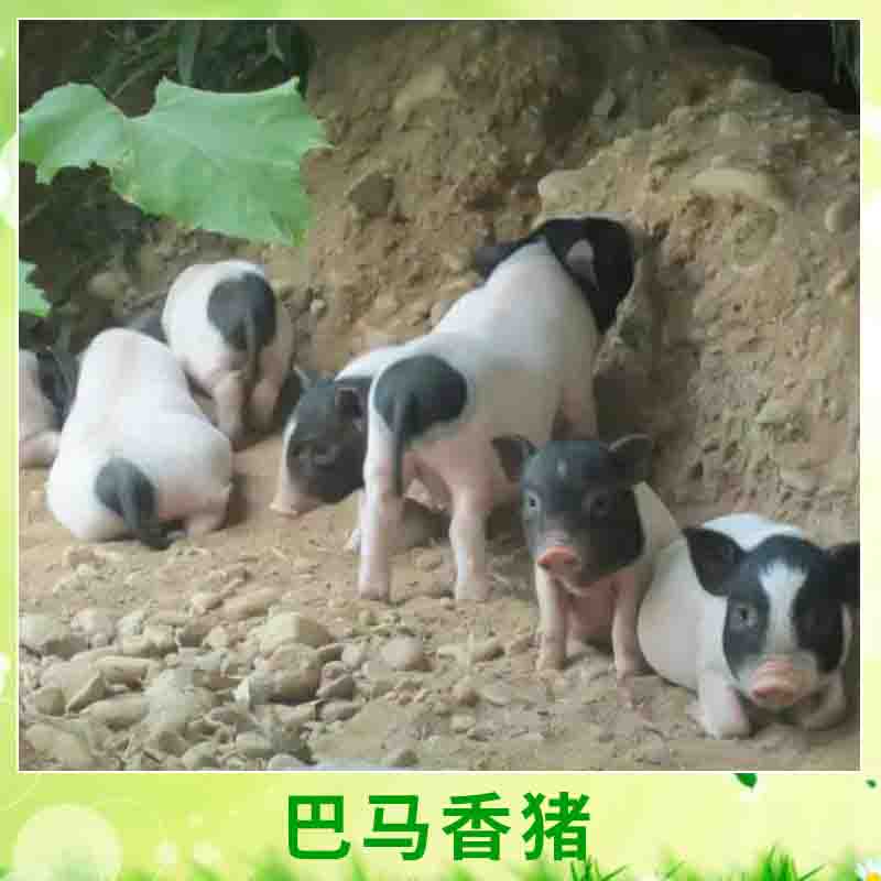 广西 巴马香猪 两头乌/芭蕉猪小型肉用巴马香猪养殖种苗厂家批发图片