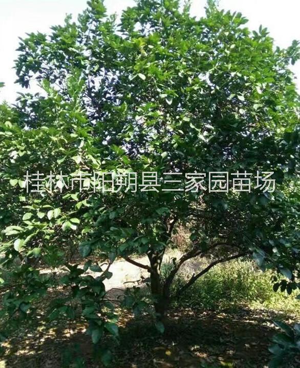 桂林市柚子树厂家柚子树  实生柚子苗基地 欢迎来电咨询合作