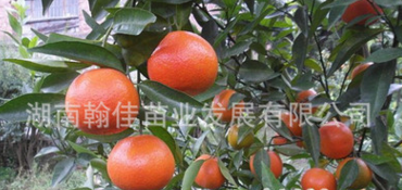 基地直销批发 东方红桔树苗 新品水果树种苗 红橘子品种 柑桔苗图片