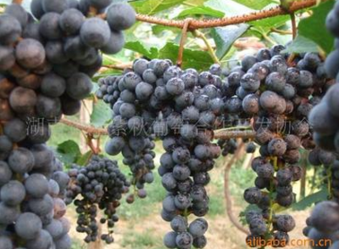 厂家大量批发 供应紫秋 葡萄