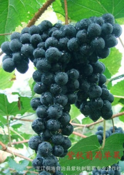 厂家大量 供应湖南优质紫秋葡萄