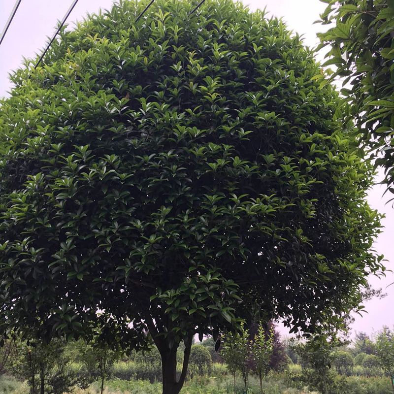 成都市成都高杆桂花基地桂花直销低价格厂家成都高杆桂花基地桂花直销低价格批量供应质量优