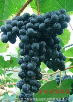 厂家大量供应 高产优质紫秋葡萄图片