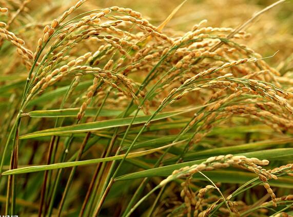 厂家专业种植黑龙江水稻