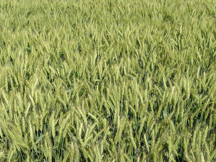 专业种植安徽小麦