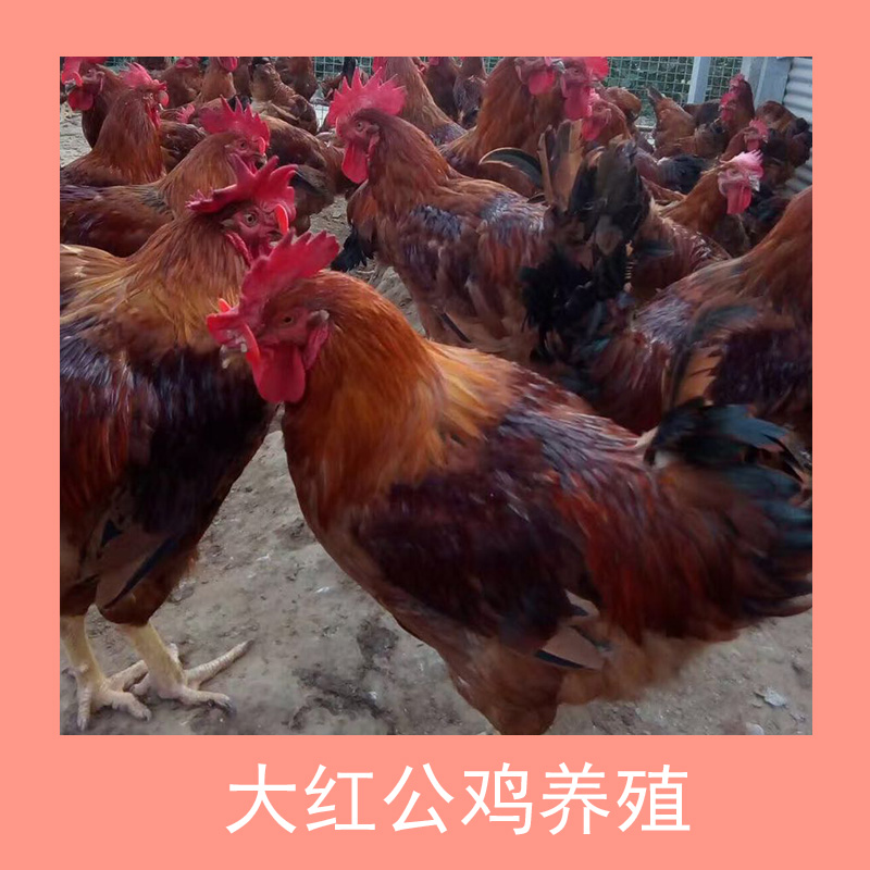 大红公鸡养殖成活率高的红玉鸡苗 长势好的公鸡苗