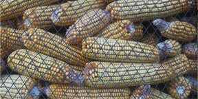 桦甸市优质粮食购销   玉米种植图片