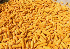 桦甸市玉米种植   玉米加工