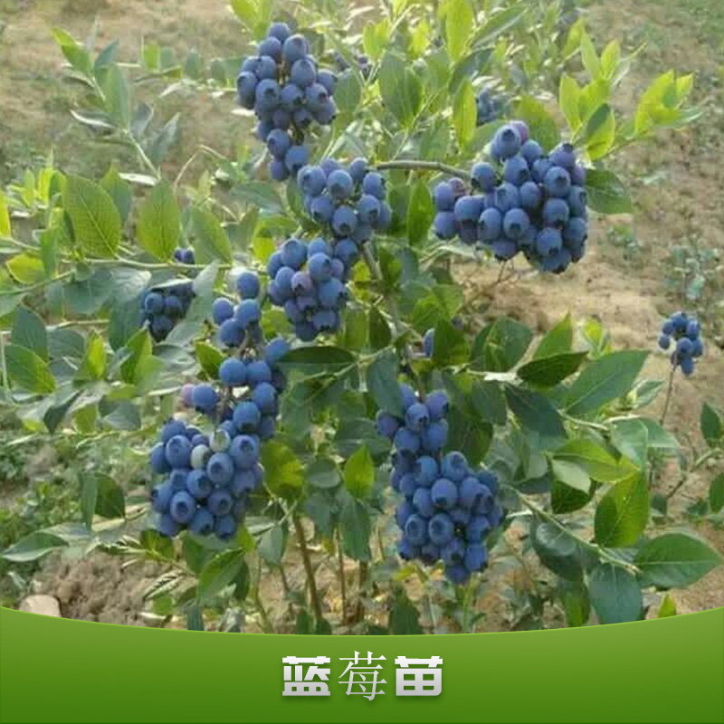 蓝莓苗出售批发