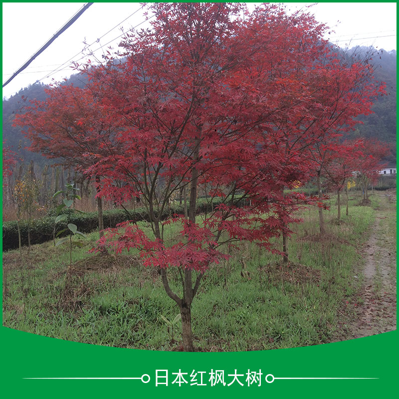 五峰瀚林林业日本红枫大树 观赏树种多年生日本红枫树苗供应商图片